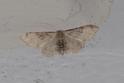 Idaea filicata (Lustrous Least Carpet).jpg